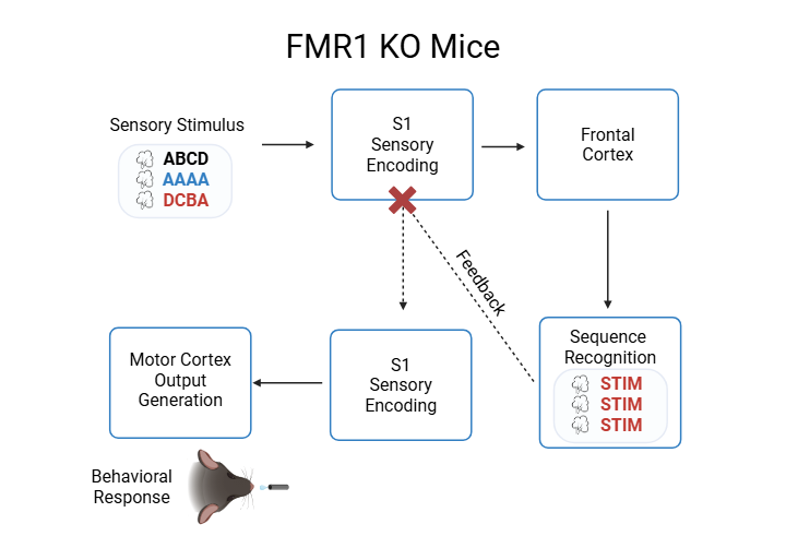 FMR1 Model Diagram