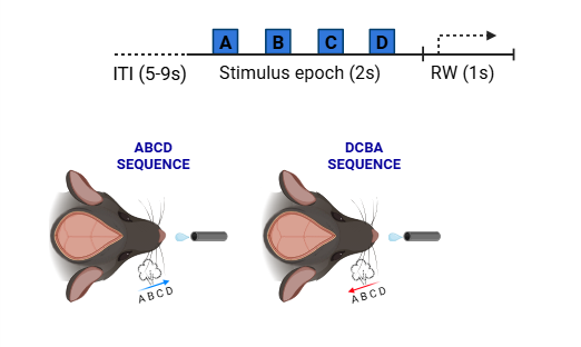 Mouse Research Diagram