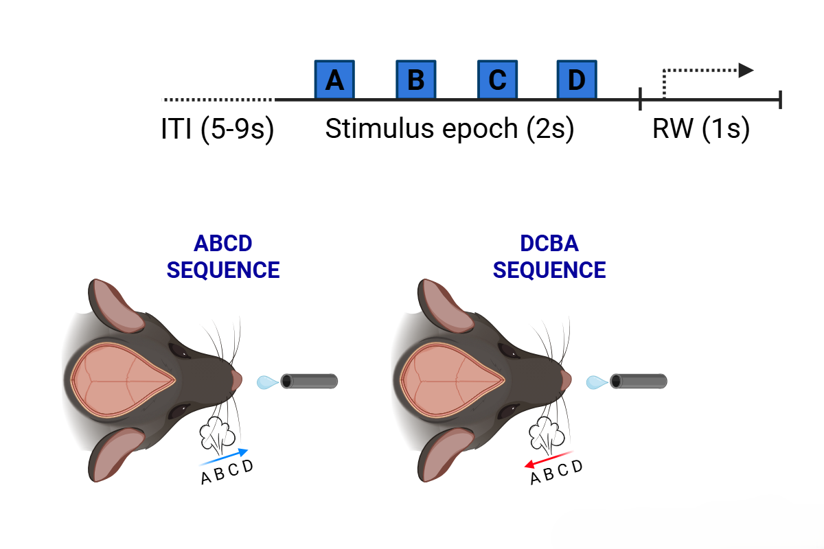 Zagha Lab